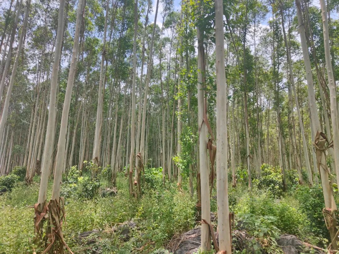 1277�Ǽʵ���(�й���)�ٷ���Ϸ��ַ