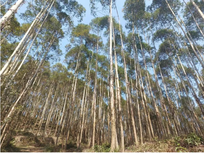 1277�Ǽʵ���(�й���)�ٷ���Ϸ��ַ