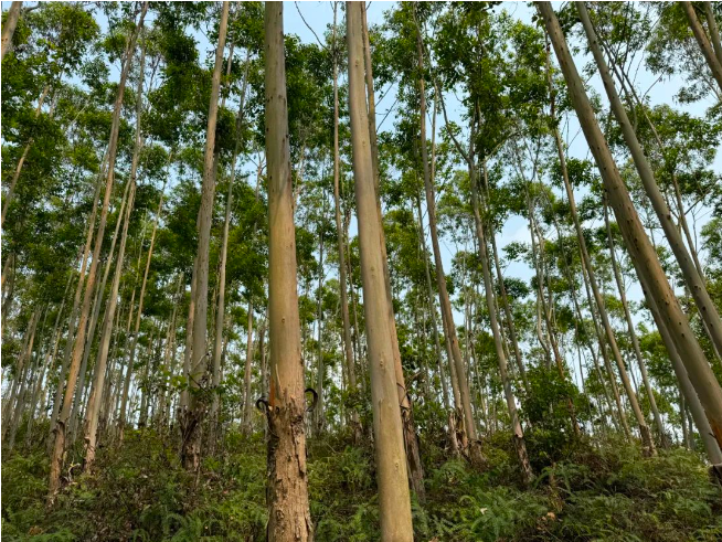 1277�Ǽʵ���(�й���)�ٷ���Ϸ��ַ