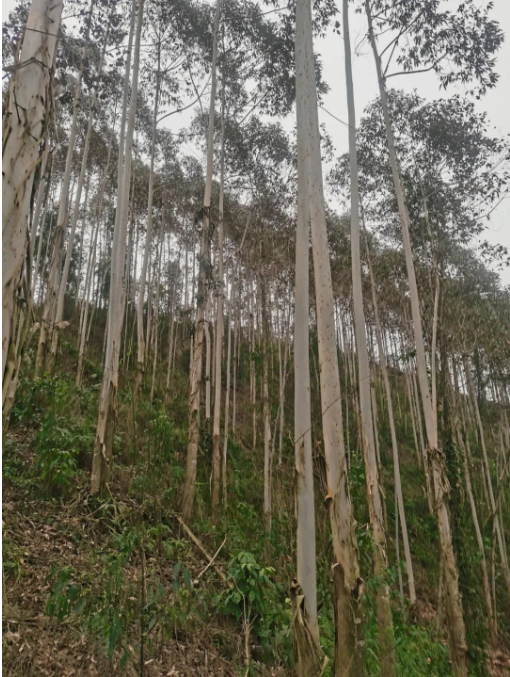 1277�Ǽʵ���(�й���)�ٷ���Ϸ��ַ