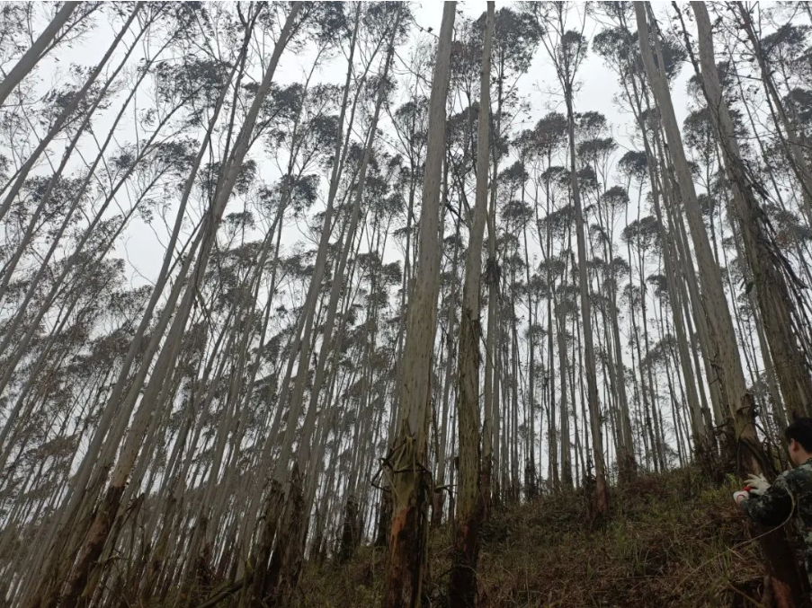 1277�Ǽʵ���(�й���)�ٷ���Ϸ��ַ