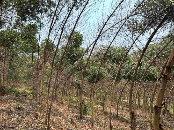 1277�Ǽʵ���(�й���)�ٷ���Ϸ��ַ